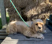 Hank, a male Cocker Spaniel for sale in Sand Lake, MI – 5 of 6