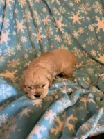 Hank, a male Cocker Spaniel for sale in Sand Lake, MI – 2 of 6