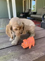Edmond, a male Cocker Spaniel for sale in Sand Lake, MI – 4 of 4