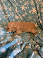 Hank, a male Cocker Spaniel for sale in Sand Lake, MI – 3 of 6