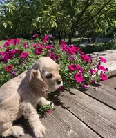 Plain Jane, a female Cocker Spaniel for sale in Sand Lake, MI – 4 of 4