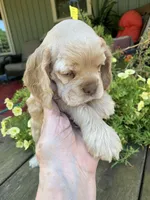 Missy, a female Cocker Spaniel for sale in Sand Lake, MI – 4 of 4