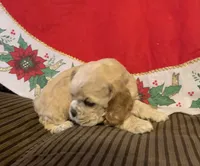 processed/c8cf26f4-1b6d-4f99-b0ef-33190425b28a/listing/d8e68345-10fd-49d0-82b7-c09c53e259e3/9727e6b0-3484-4d82-9cc6-ab0e85ba6c24