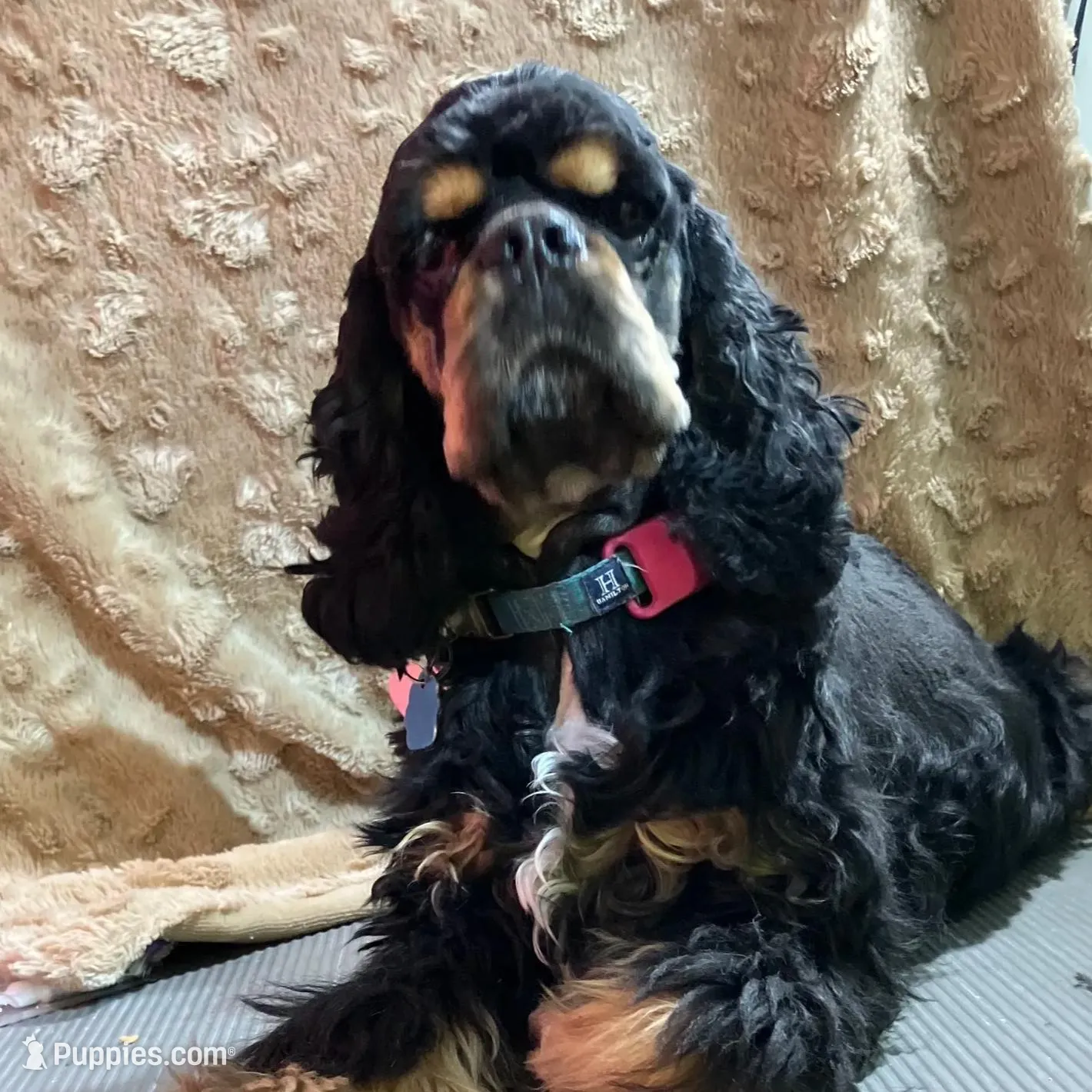 Joseph, a male Cocker Spaniel for sale in Sand Lake, MI – Photo 5 of 6