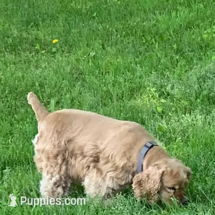 Joseph, a male Cocker Spaniel for sale in Sand Lake, MI – Photo 6 of 6