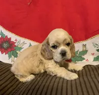 processed/c8cf26f4-1b6d-4f99-b0ef-33190425b28a/listing/d8e68345-10fd-49d0-82b7-c09c53e259e3/e1bfbe48-0dd3-4f95-8605-d105e5300e27