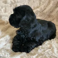 Joseph, a male Cocker Spaniel for sale in Sand Lake, MI – Photo 4 of 6