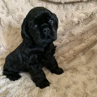 Joseph, a male Cocker Spaniel for sale in Sand Lake, MI – Photo 1 of 6