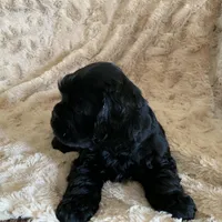 Joseph, a male Cocker Spaniel for sale in Sand Lake, MI – Photo 2 of 6