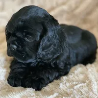 Joseph, a male Cocker Spaniel for sale in Sand Lake, MI – Photo 3 of 6