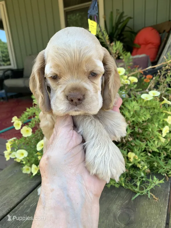 Missy – Cocker Spaniel puppy for sale in Sand Lake, MI