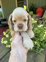 Missy, a female Cocker Spaniel for sale in Sand Lake, MI – 1 of 4