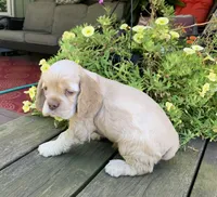 Missy, a female Cocker Spaniel for sale in Sand Lake, MI – 3 of 4