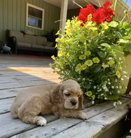 Princess, a female Cocker Spaniel for sale in Sand Lake, MI – 4 of 4