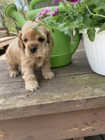 Rusty, a male Cocker Spaniel for sale in Sand Lake, MI – 3 of 3