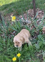 Rusty, a male Cocker Spaniel for sale in Sand Lake, MI – Photo 3 of 3
