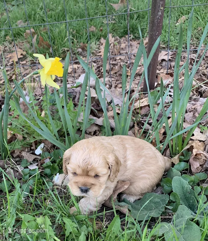 Rusty – Cocker Spaniel puppy for sale in Sand Lake, MI