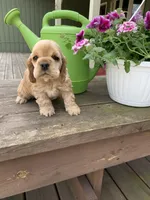 Rusty, a male Cocker Spaniel for sale in Sand Lake, MI – 2 of 3