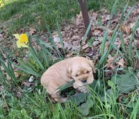 Rusty, a male Cocker Spaniel for sale in Sand Lake, MI – Photo 2 of 3