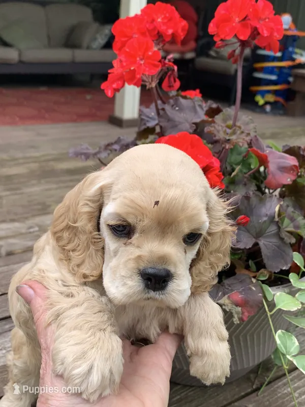 Hank – Cocker Spaniel puppy on hold in Sand Lake, MI