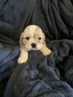 Jack, a male Cocker Spaniel for sale in Sand Lake, MI – 3 of 5