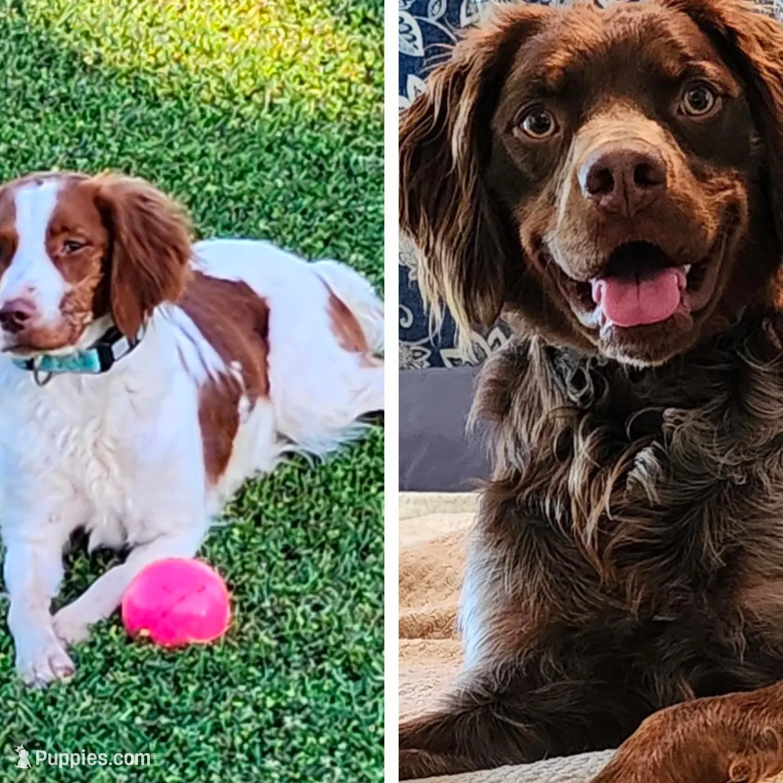 Green Collar Girl, a female Brittany for sale in Tecumseh, OK – Photo 4 of 4