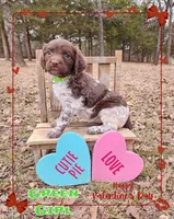 Green Collar Girl, a female Brittany for sale in Tecumseh, OK – Photo 1 of 4