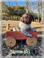 Green Collar Girl, a female Brittany for sale in Tecumseh, OK – Photo 2 of 4