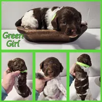Green Collar Girl, a female Brittany for sale in Tecumseh, OK – Photo 3 of 4