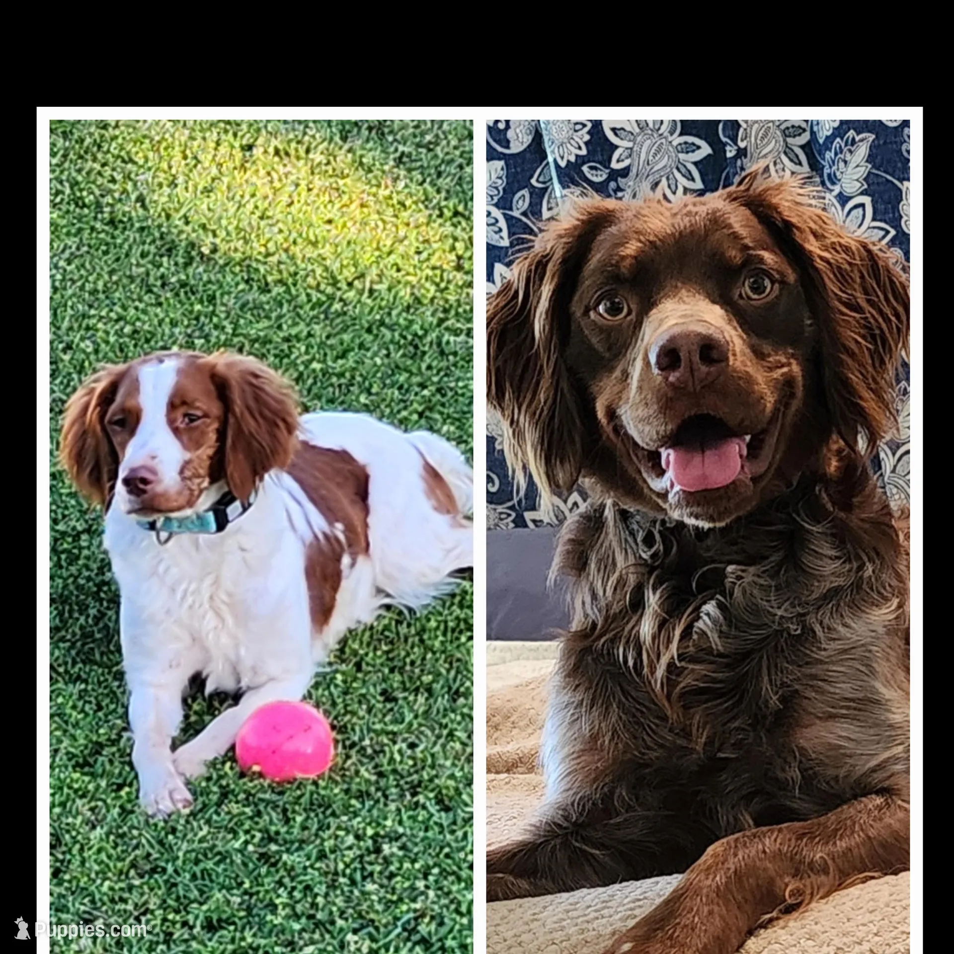 Pink Collar Girl, a female Brittany for sale in Tecumseh, OK – Photo 3 of 4