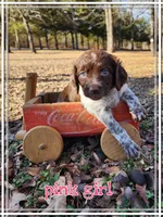 Pink Collar Girl, a female Brittany for sale in Tecumseh, OK – Photo 2 of 4