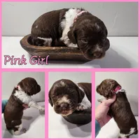 Pink Collar Girl, a female Brittany for sale in Tecumseh, OK – Photo 4 of 4