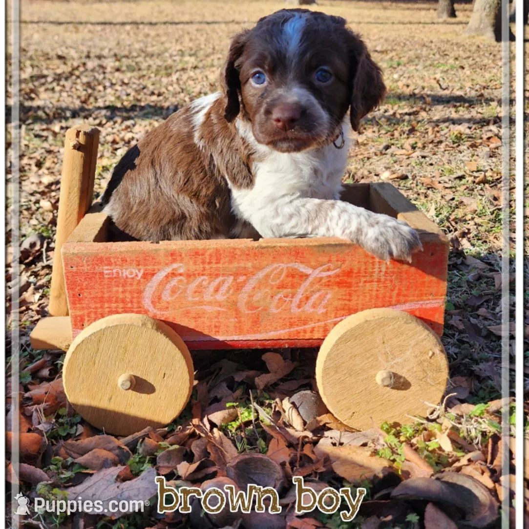 Brown Collar Boy, a male Brittany for sale in Tecumseh, OK – Photo 2 of 4