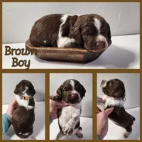Brown Collar Boy, a male Brittany for sale in Tecumseh, OK – Photo 3 of 4