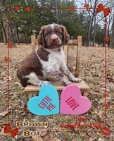Brown Collar Boy, a male Brittany for sale in Tecumseh, OK – Photo 1 of 4