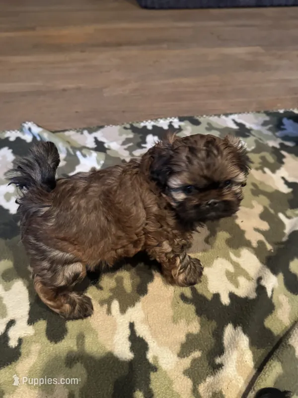 AKC Shih tzu male 4 – Shih Tzu puppy for sale in Bunn, NC