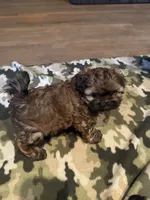 AKC Shih tzu male 4, a male Shih Tzu for sale in Bunn, NC – 2 of 3