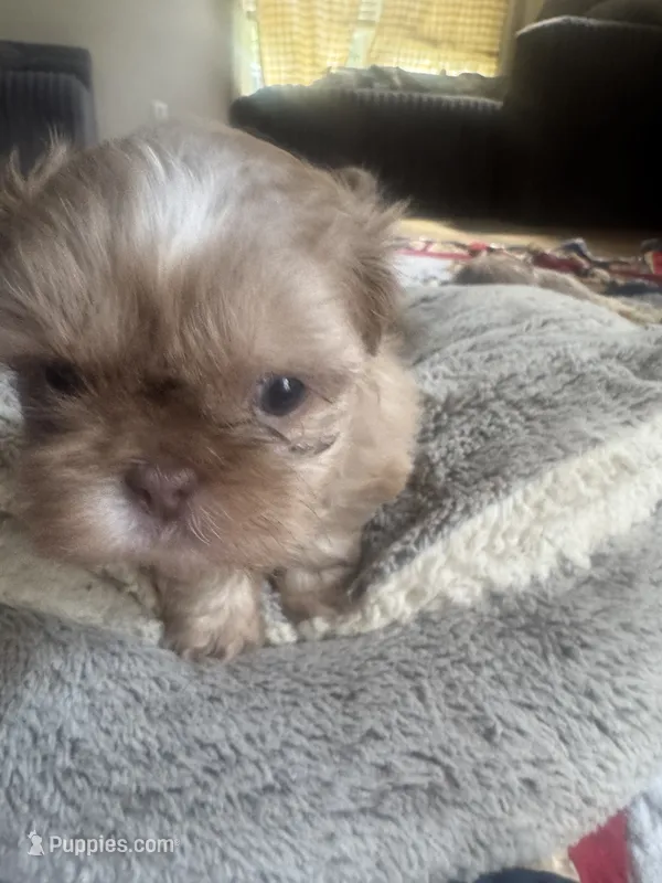 Lavender Shih tzu female 1 – Shih Tzu puppy for sale in Bunn, NC
