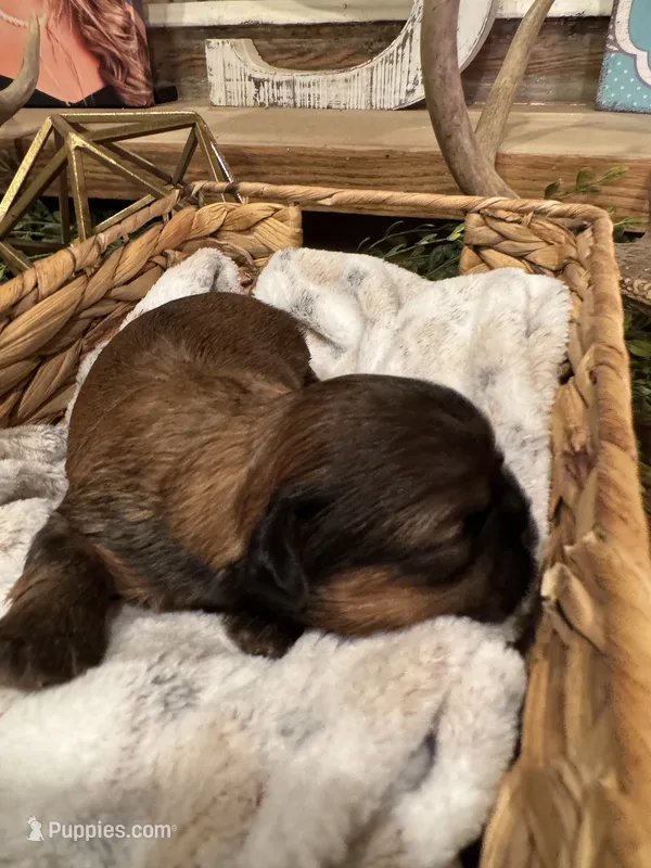 AKC Shih tzu male 4 – Shih Tzu puppy for sale in Bunn, NC