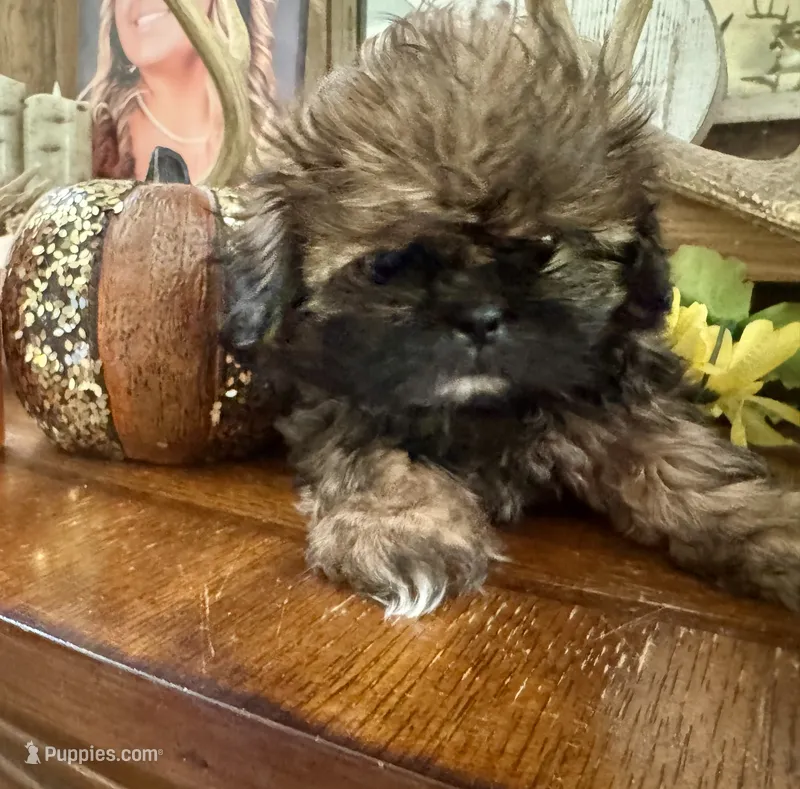 Akc Shih tzu male 2 – Shih Tzu puppy for sale in Bunn, NC
