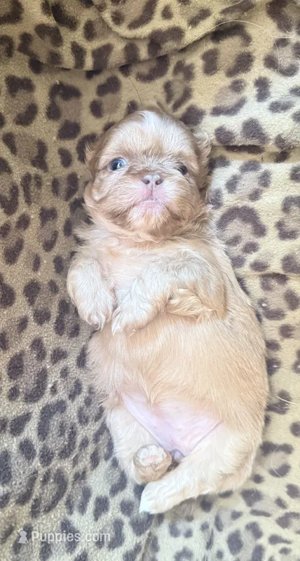 Lavender Shih tzu female 1 – Shih Tzu puppy for sale in Bunn, NC