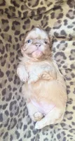 Lavender Shih tzu female 1, a female Shih Tzu for sale in Bunn, NC – 1 of 3
