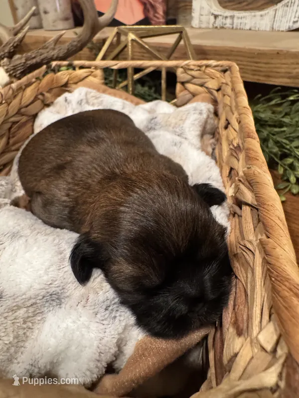 AKC Shih tzu female 1 – Shih Tzu puppy for sale in Bunn, NC