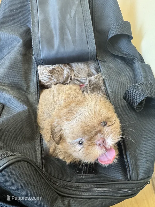 Lavender female Shih tzu 3 – Shih Tzu puppy for sale in Bunn, NC