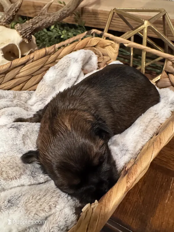 Akc Shih tzu male 1 – Shih Tzu puppy for sale in Bunn, NC