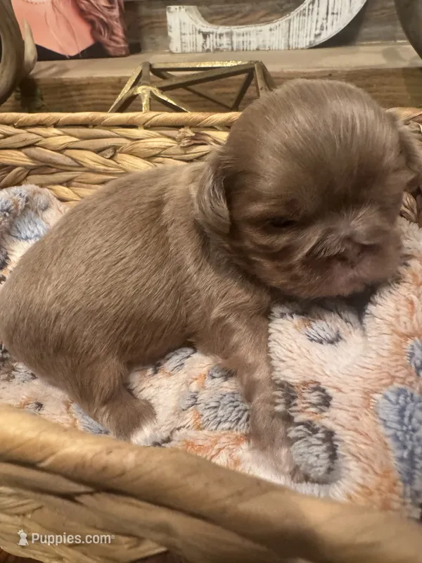Lavender female Shih tzu 3 – Shih Tzu puppy for sale in Bunn, NC