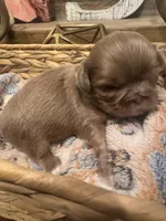 Lavender female Shih tzu 3, a female Shih Tzu for sale in Bunn, NC – 1 of 2