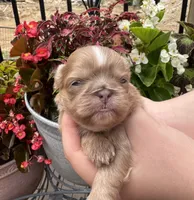 Lavender Shih tzu female 1, a female Shih Tzu for sale in Bunn, NC – 2 of 3