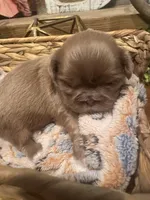 Lavender female Shih tzu 2, a female Shih Tzu for sale in Bunn, NC – 2 of 2