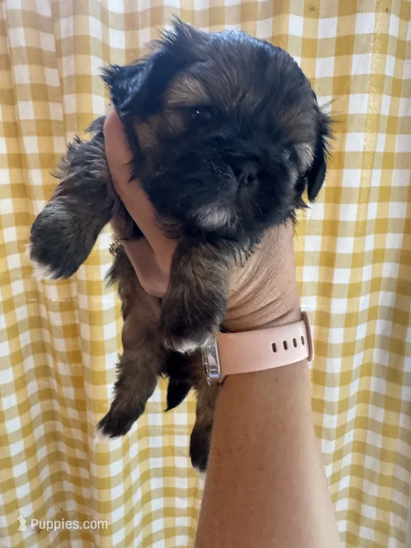 Akc Shih tzu male 2 – Shih Tzu puppy for sale in Bunn, NC